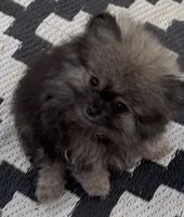 Axel , a male Pomeranian for sale in Woodville, TX – 5 of 7