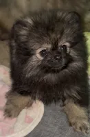 Sue , a female Pomeranian for sale in Woodville, TX – 3 of 10