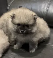 Chandler , a male Pomeranian for sale in Woodville, TX – 2 of 5