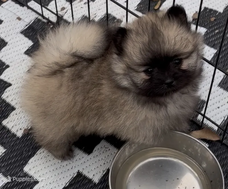 Ross  – Pomeranian puppy for sale in Woodville, TX