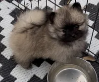 Ross (Pending), a male Pomeranian for sale in Woodville, TX – 1 of 9