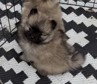Ross (Pending), a male Pomeranian for sale in Woodville, TX – 2 of 9