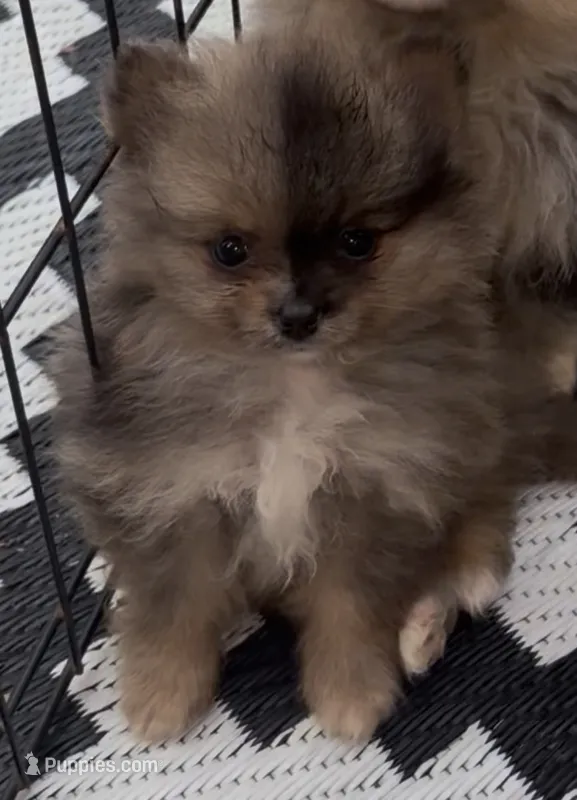 Tiny Harvey  – Pomeranian puppy for sale in Woodville, TX