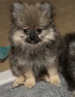 Lil Brik (Reduced), a male Pomeranian for sale in Woodville, TX – 5 of 10