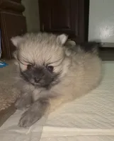 Lil Joey , a male Pomeranian for sale in Woodville, TX – 5 of 6