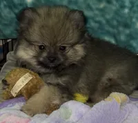 Lil Brik , a male Pomeranian for sale in Woodville, TX – 7 of 7