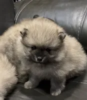 Chandler , a male Pomeranian for sale in Woodville, TX – 5 of 5
