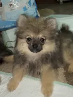 Lil Brik (Reduced), a male Pomeranian for sale in Woodville, TX – 2 of 10