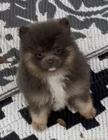 Sox , a male Pomeranian for sale in Woodville, TX – 2 of 6