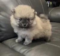 Chandler , a male Pomeranian for sale in Woodville, TX – 3 of 5