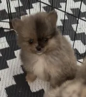 Tiny Harvey , a male Pomeranian for sale in Woodville, TX – 3 of 8