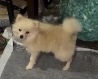 Lil Becca, a female Pomeranian for sale in Woodville, TX – 8 of 8