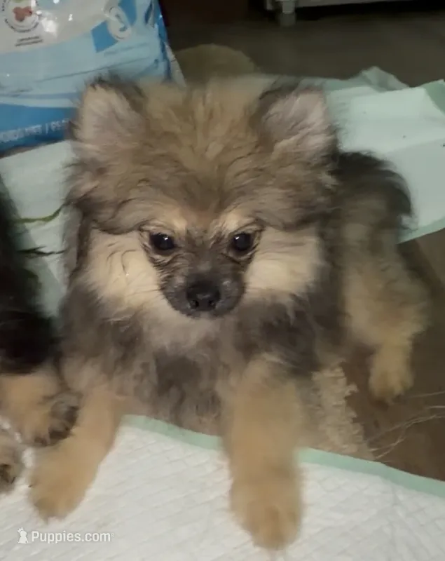 Lil Brik (Reduced) – Pomeranian puppy for sale in Woodville, TX