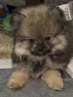 Lil Brik , a male Pomeranian for sale in Woodville, TX – 5 of 7
