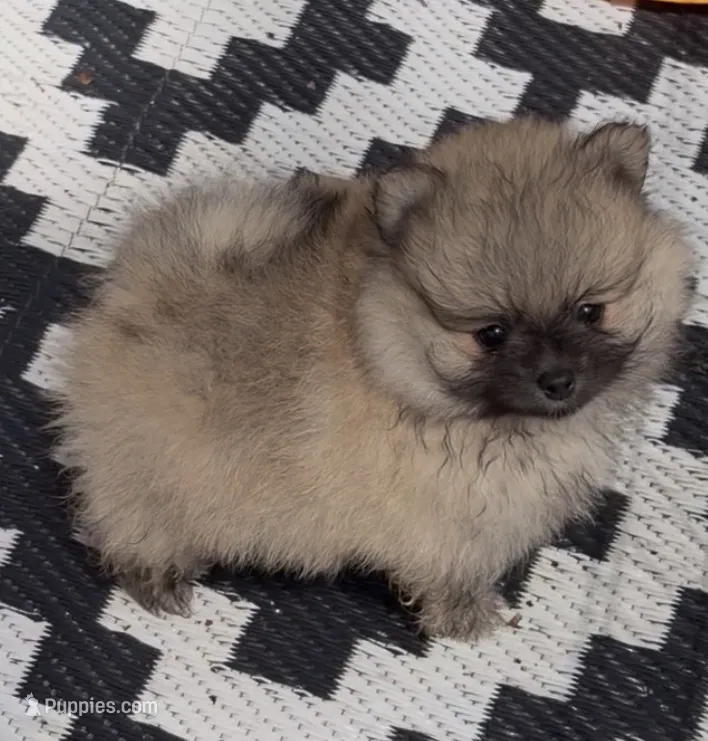 Lil Joey  – Pomeranian puppy for sale in Woodville, TX