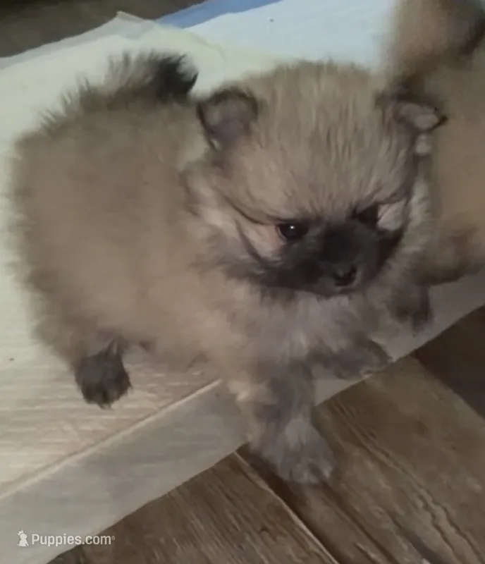 Lil Joey  – Pomeranian puppy for sale in Woodville, TX