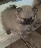 Lil Joey , a male Pomeranian for sale in Woodville, TX – 1 of 6