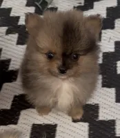 Tiny Harvey , a male Pomeranian for sale in Woodville, TX – 7 of 8