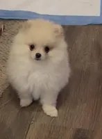 Miko, a female Pomeranian for sale in Woodville, TX – Photo 1 of 10