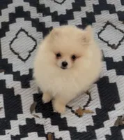 Miko, a female Pomeranian for sale in Woodville, TX – Photo 5 of 10