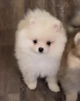 Miko, a female Pomeranian for sale in Woodville, TX – Photo 2 of 10