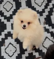 Miko, a female Pomeranian for sale in Woodville, TX – Photo 3 of 10