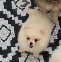 Miko, a female Pomeranian for sale in Woodville, TX – Photo 4 of 10