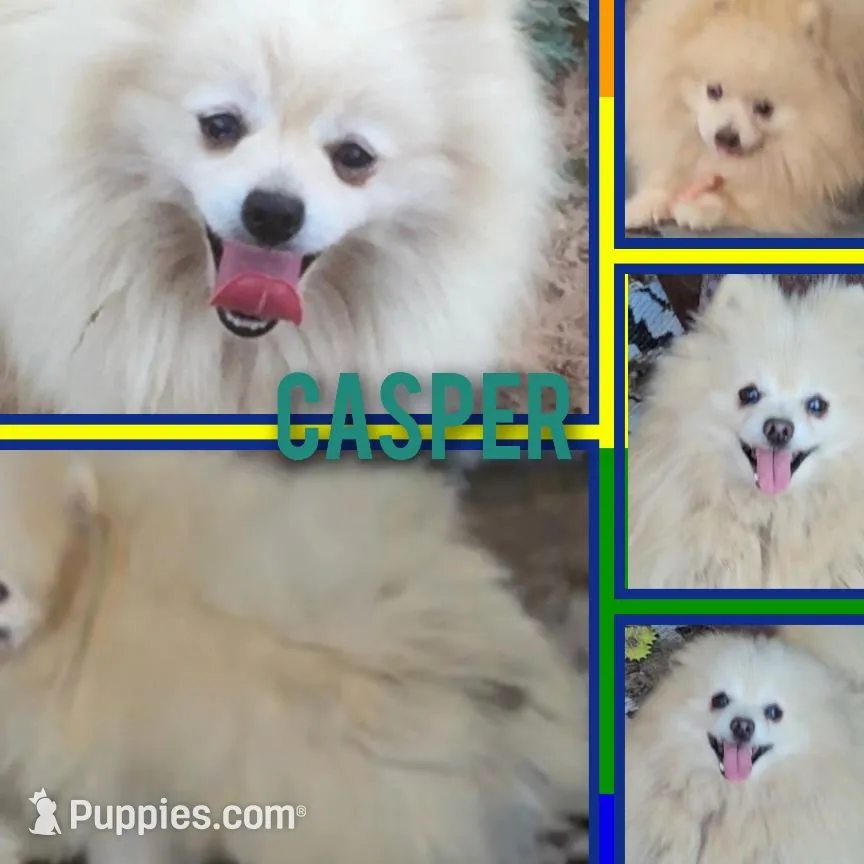 Miko, a female Pomeranian for sale in Woodville, TX – Photo 9 of 10