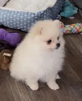 Miko, a female Pomeranian for sale in Woodville, TX – Photo 8 of 10