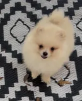 Miko, a female Pomeranian for sale in Woodville, TX – Photo 6 of 10