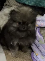 Axel , a male Pomeranian for sale in Woodville, TX – 6 of 7