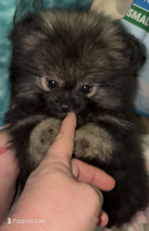 Sue  – Pomeranian puppy for sale in Woodville, TX