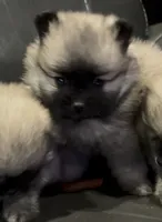 Ross , a male Pomeranian for sale in Woodville, TX – 4 of 4