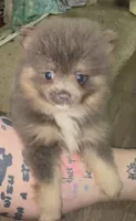 Sox , a male Pomeranian for sale in Woodville, TX – 6 of 6