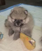 Chandler , a male Pomeranian for sale in Woodville, TX – 5 of 5