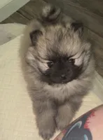 Ross (Pending), a male Pomeranian for sale in Woodville, TX – 5 of 9