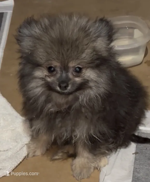 Axel  – Pomeranian puppy for sale in Woodville, TX