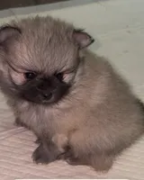 Lil Joey , a male Pomeranian for sale in Woodville, TX – 6 of 6