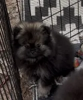 Sue , a female Pomeranian for sale in Woodville, TX – 5 of 6
