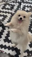 Lil Becca, a female Pomeranian for sale in Woodville, TX – 4 of 8