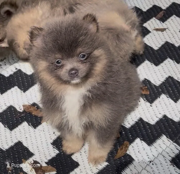 Sox  – Pomeranian puppy for sale in Woodville, TX