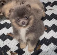 Sox , a male Pomeranian for sale in Woodville, TX – 1 of 6