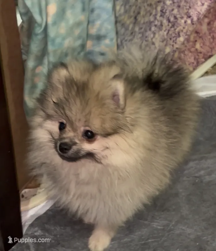 Chandler  – Pomeranian puppy for sale in Woodville, TX