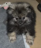 Sue , a female Pomeranian for sale in Woodville, TX – 9 of 10