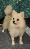 Lil Becca, a female Pomeranian for sale in Woodville, TX – 7 of 8
