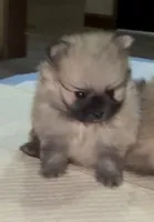 Lil Joey , a male Pomeranian for sale in Woodville, TX – 3 of 6
