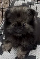 Sue , a female Pomeranian for sale in Woodville, TX – 3 of 6