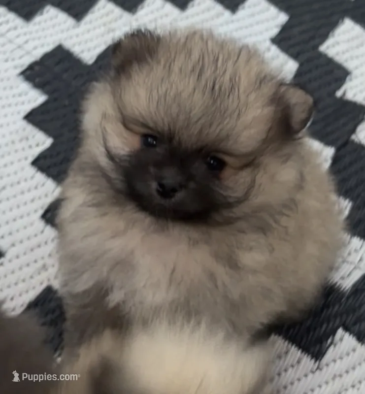 Lil Joey  – Pomeranian puppy for sale in Woodville, TX