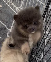 Sox , a male Pomeranian for sale in Woodville, TX – 4 of 6