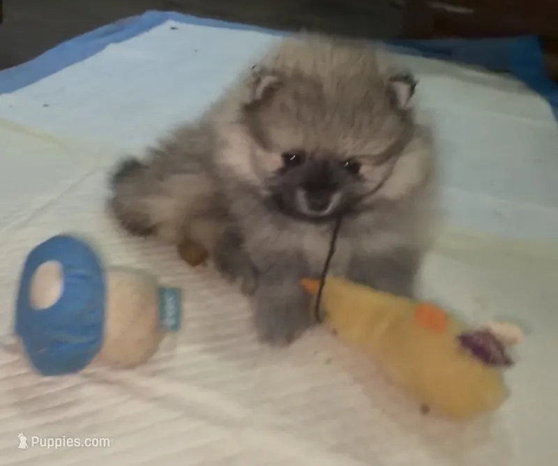 Chandler  – Pomeranian puppy for sale in Woodville, TX